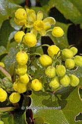 mahonia pinnata insularis thumbnail graphic